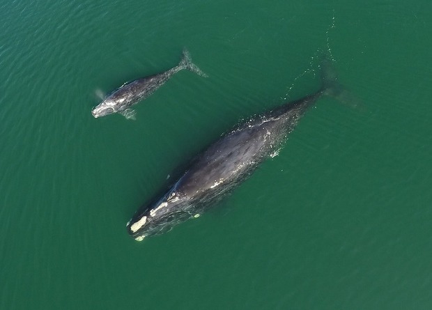 У вымирающих северных гладких китов родилось 14 китят