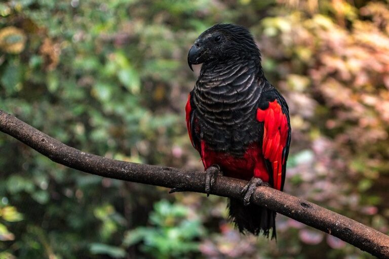 В Московском зоопарке появились «попугаи Дракулы»