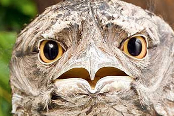 Ученые определили самую фотогеничную птицу в Instagram