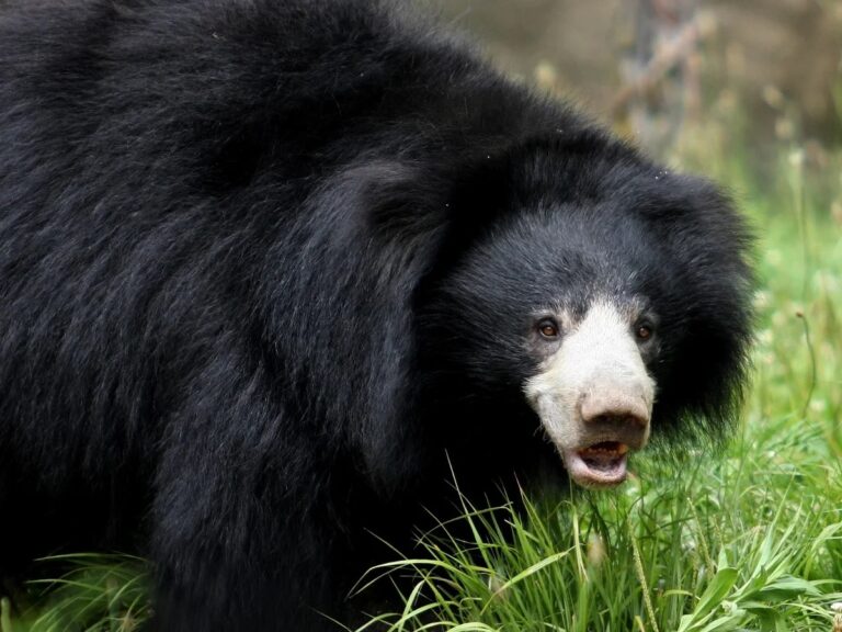 Московский зоопарк показал необычного медведя Пельменя