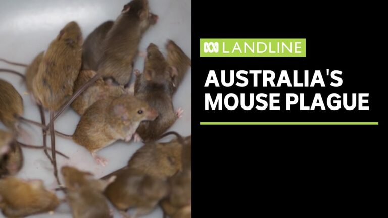 Мыши-каннибалы угрожают домам в Сиднее и австралийским фермам