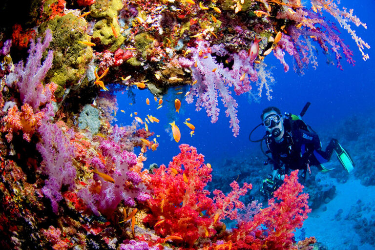 Исследование: почти все коралловые рифы могут исчезнуть к 2050 году