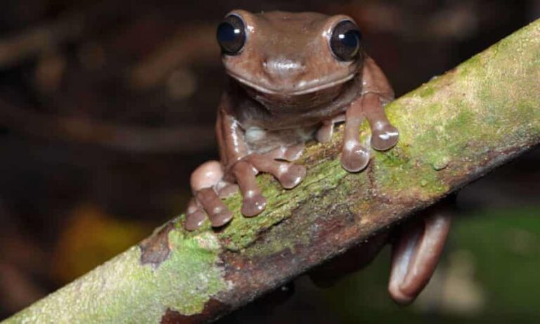 В Новой Гвинее нашли новый вид лягушек