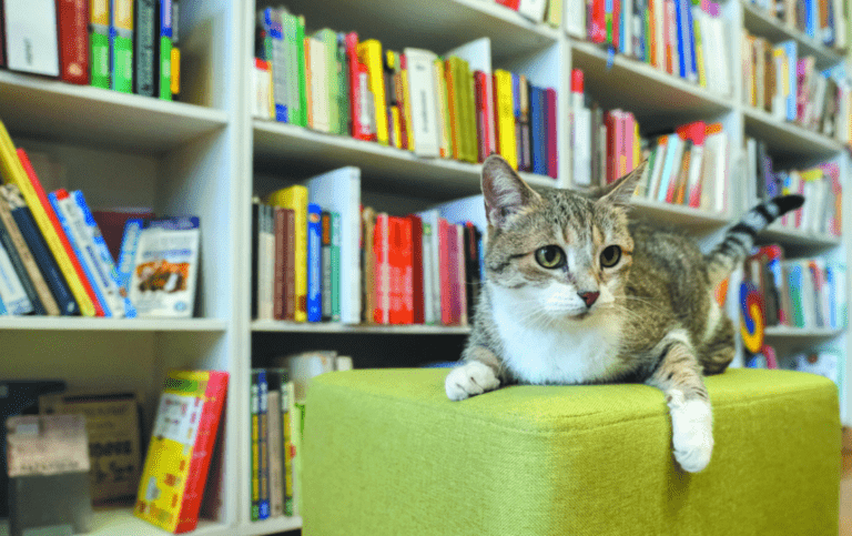 Лучшей служебной кошкой России стала Муся из петербургской библиотеки