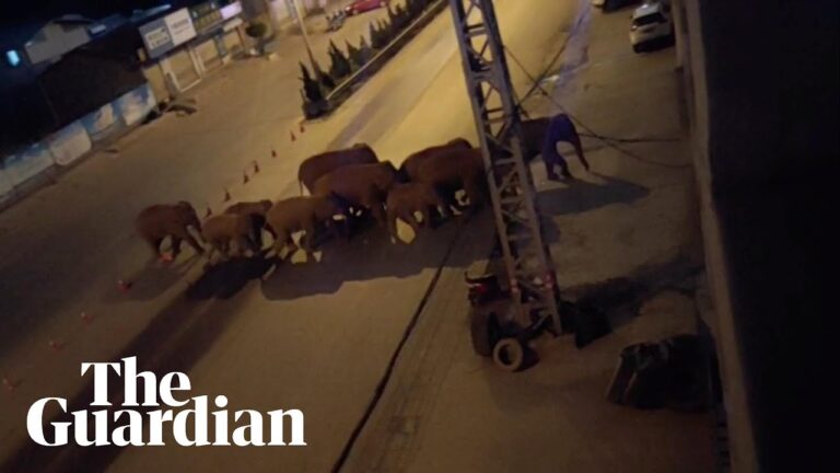 500-километровый поход слонов близ китайского города
