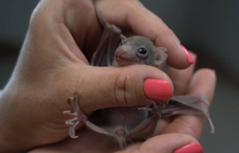 В Московском зоопарке родились летучие мыши и крыланы