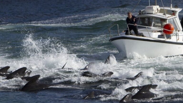 На Фарерских островах убили 1480 дельфинов