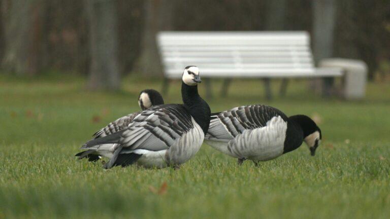 Почти два десятка диких гусей разных видов остановились отдохнуть в парке Петергофа