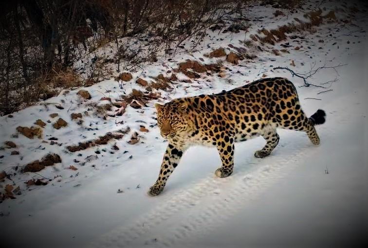 Дальневосточного леопарда сняли на видео на границе с Китаем в Приморье