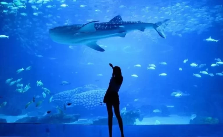 Огромные подводные миры: это самые интересные аквариумы в России и мире