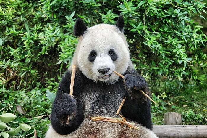 Финский зоопарк вернёт панд Китаю из-за финансовых проблем
