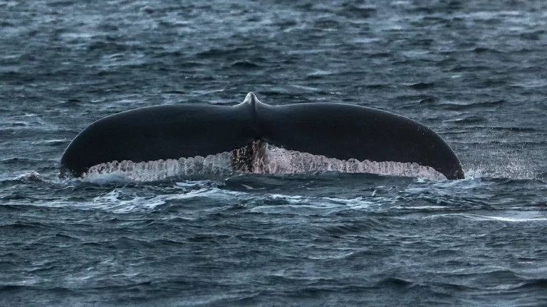 Таинственные гиганты: где в России увидеть и сфотографировать китов