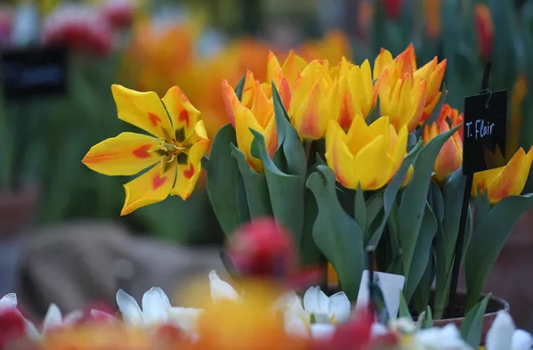 Из февраля — в май: в Ботаническом саду МГУ идет «Репетиция весны»