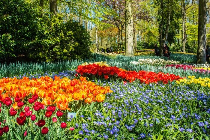 Миллионы тюльпанов и нарциссов расцвели в парке Кёкенхоф в Нидерландах