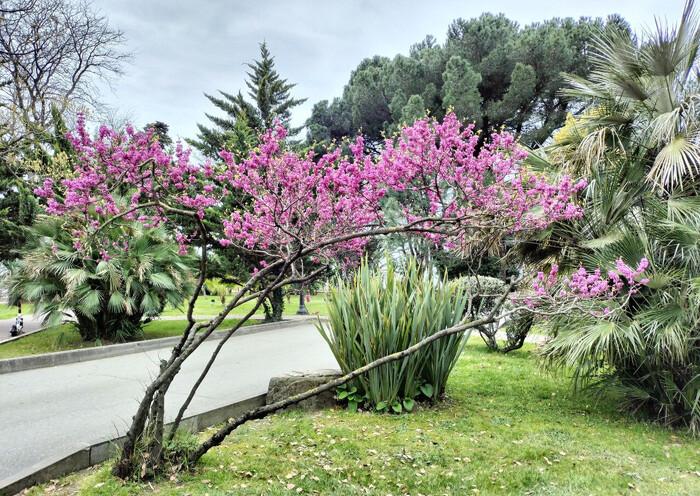В Сочи создадут «Сад дружбы», где туристы смогут высаживать деревья