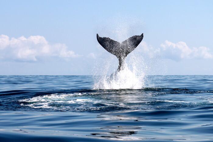 В России запретили вылов китов и дельфинов для дельфинариев