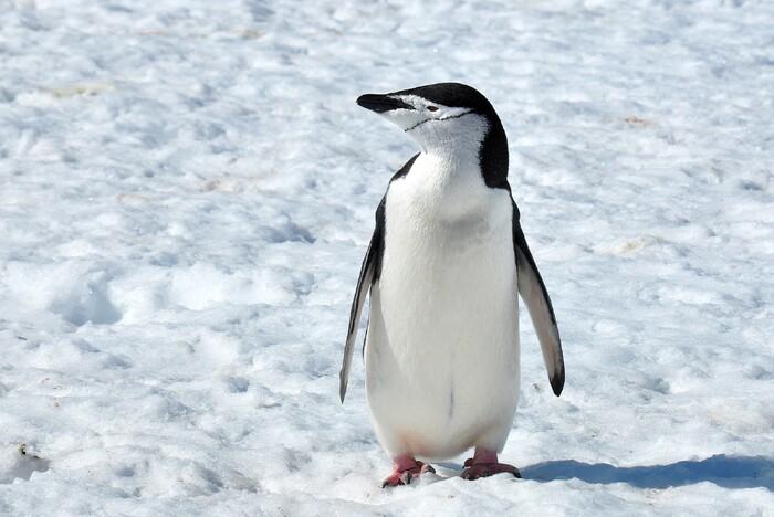 Пингвинам Антарктиды грозит массовое вымирание