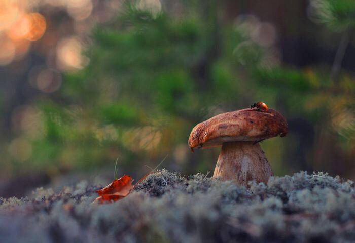 Фестиваль «В Рязани — грибы с глазами» пройдёт в Рязанской области