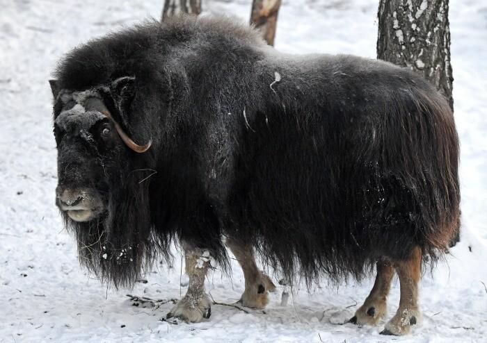 В Якутии по новым районам расселяются краснокнижные овцебыки