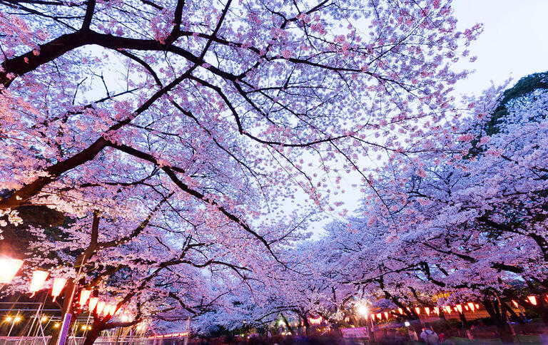 Япония представила официальный прогноз цветения сакуры