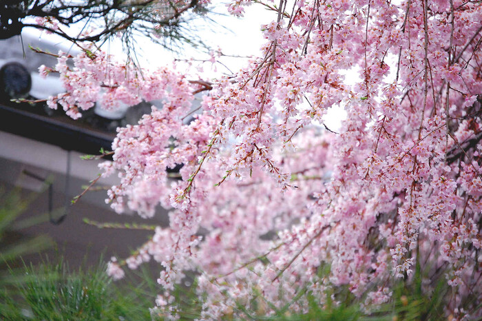 В Японии обновили прогноз цветения сакуры
